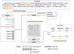 Towards document-level event extraction via Binary Contrastive Generation